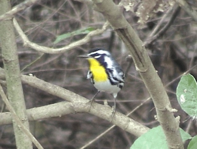 Yellow-throated Warbler - ML201671531
