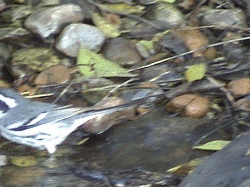 Black-throated Gray Warbler - ML201671551