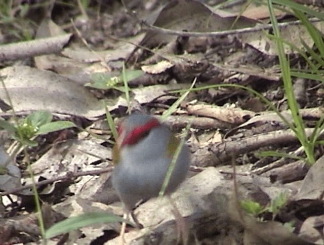 Red-browed Firetail - ML201671631