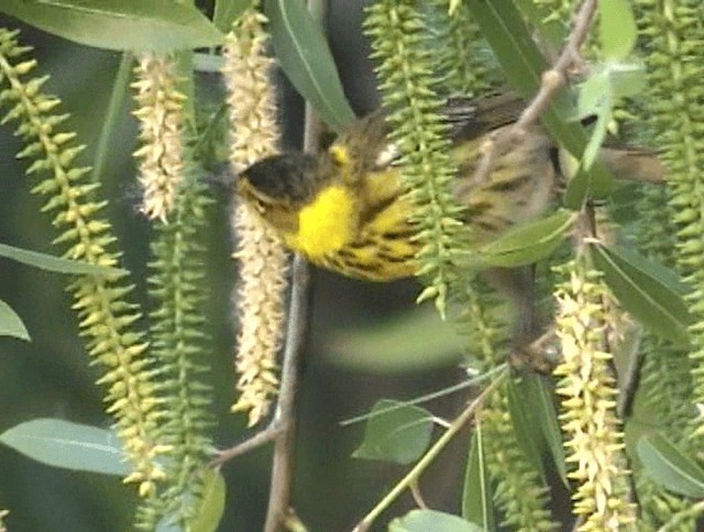 Cape May Warbler - ML201671741