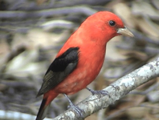 Scarlet Tanager - ML201671801