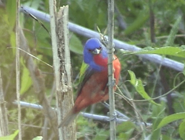 Painted Bunting - ML201671811