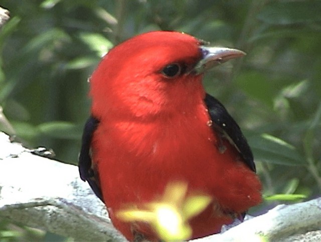 Scarlet Tanager - ML201671941