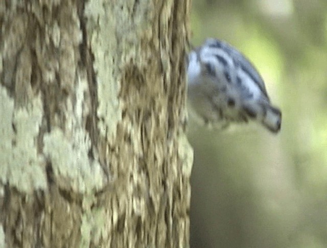 Black-and-white Warbler - ML201671961