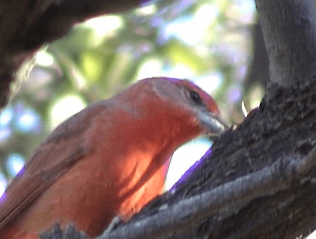 Hepatic Tanager (Northern) - ML201672021