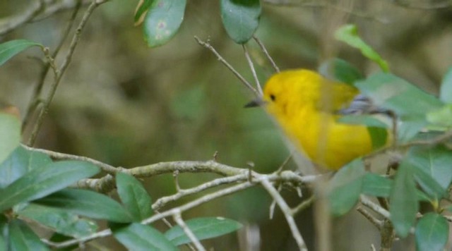 Prothonotary Warbler - ML201672051