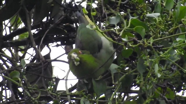 Brown-backed Parrotlet - ML201672101