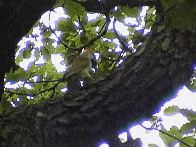 Eurasian Green Woodpecker (Eurasian) - ML201672541