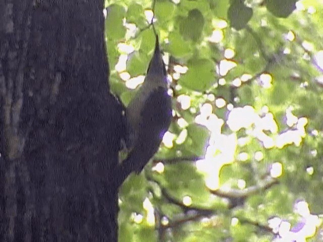 Eurasian Green Woodpecker (Eurasian) - ML201672551