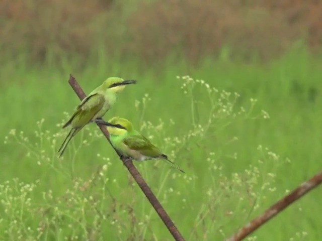 Asian Green Bee-eater - ML201672881