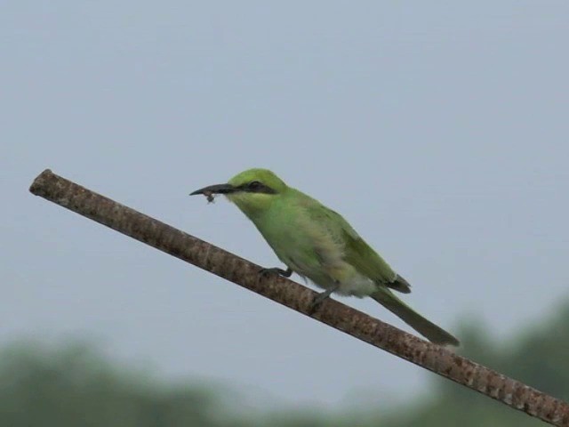 Asian Green Bee-eater - ML201672891
