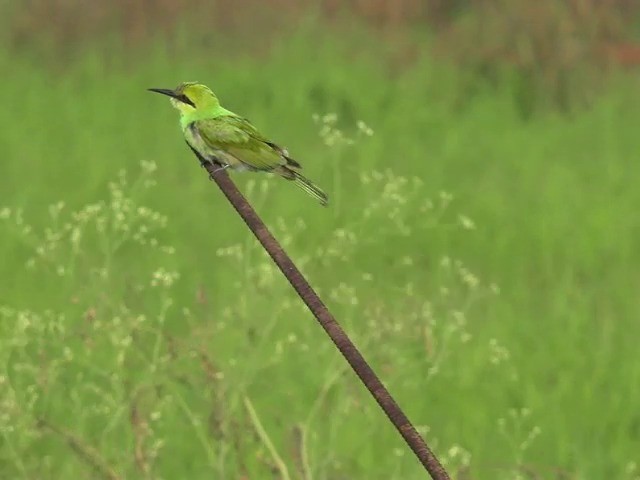 Asian Green Bee-eater - ML201672901