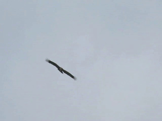 Indian Spotted Eagle - ML201672911