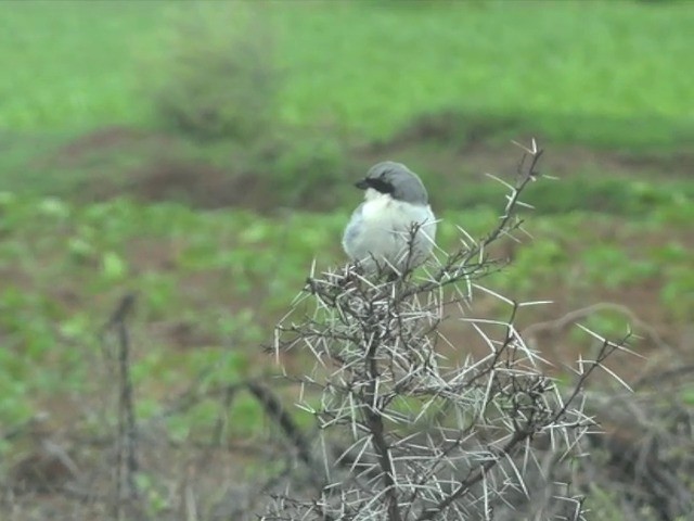 Great Gray Shrike (Indian) - ML201673011