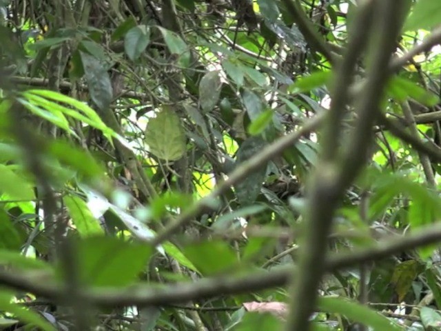  - Rufous-headed Tailorbird