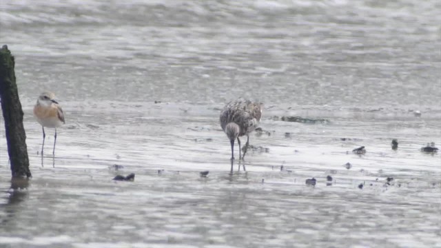 Great Knot - ML201673541