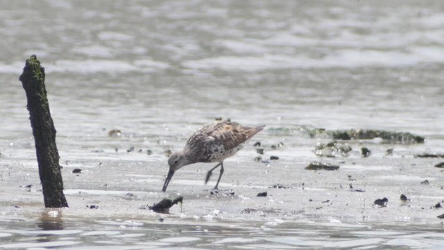 Great Knot - ML201673561