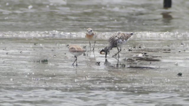 Great Knot - ML201673571