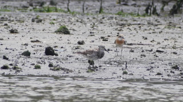Great Knot - ML201673581