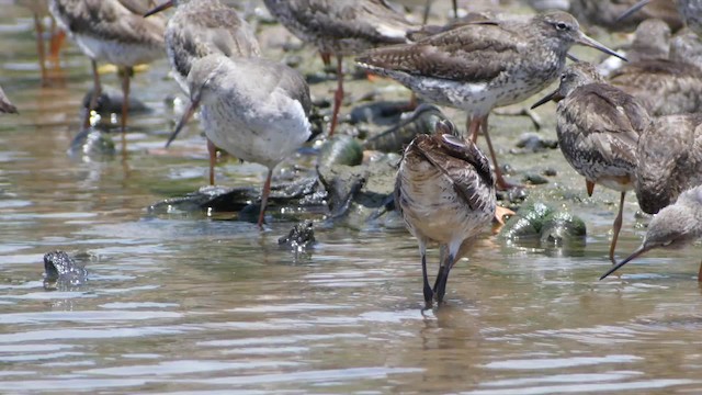 Asian Dowitcher - ML201673621