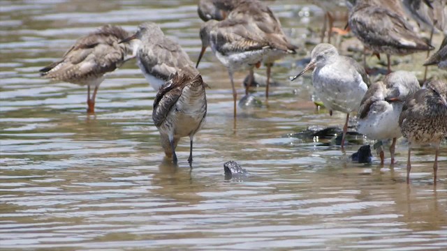 Asian Dowitcher - ML201673631