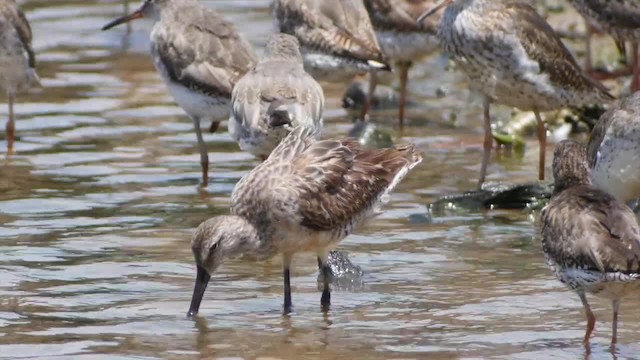 Asian Dowitcher - ML201673641