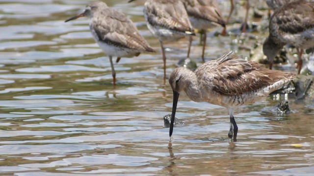 Asian Dowitcher - ML201673651