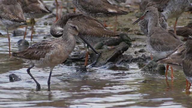 Asian Dowitcher - ML201673661