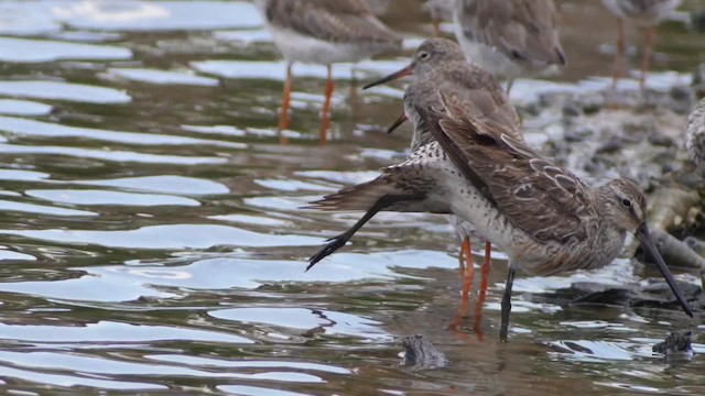 Asian Dowitcher - ML201673681