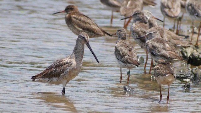 Asian Dowitcher - ML201673691