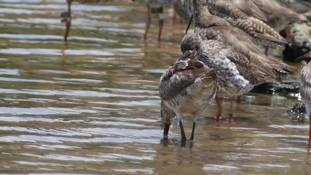Asian Dowitcher - ML201673701