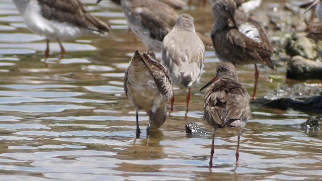 Asian Dowitcher - ML201673711