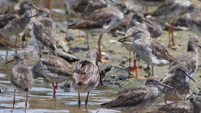 Asian Dowitcher - ML201673721