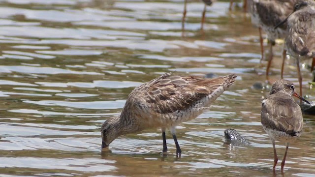 Asian Dowitcher - ML201673731