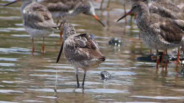 Asian Dowitcher - ML201673741