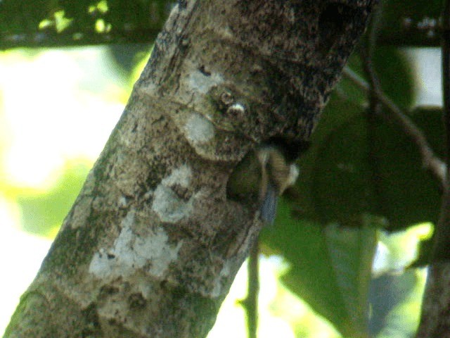 Golden-olive Woodpecker (Golden-olive) - ML201674431