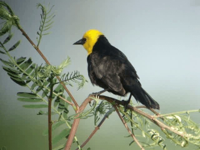 Yellow-hooded Blackbird - ML201674441