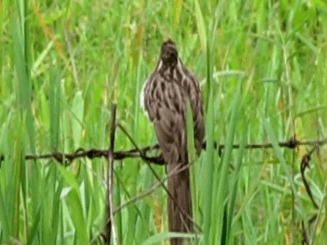 Striped Cuckoo - ML201674671