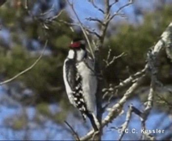 Downy Woodpecker (Eastern) - ML201674871