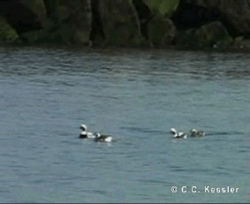 Long-tailed Duck - ML201674991
