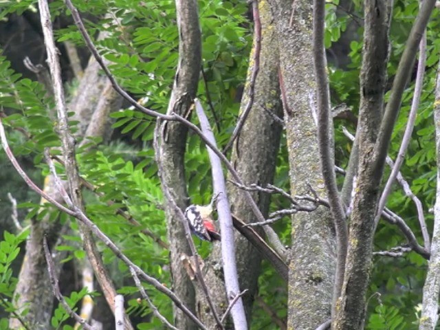 Himalayan Woodpecker - ML201675161