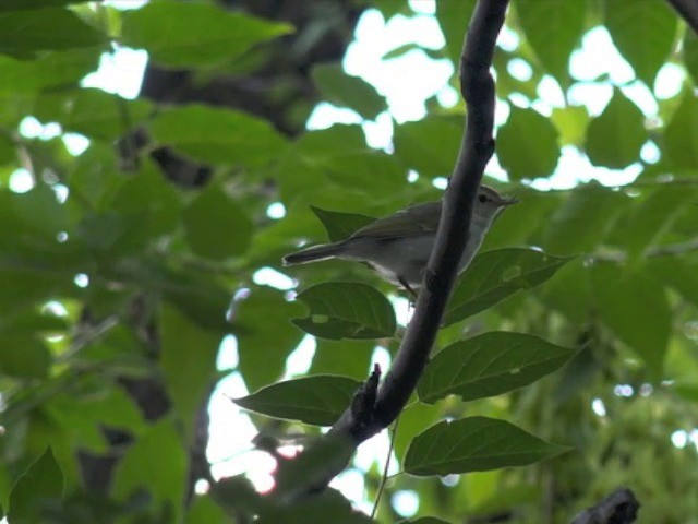 Greenish Warbler (trochiloides/ludlowi) - ML201675171