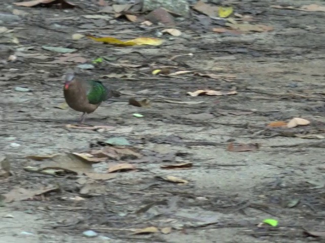 holub zelenokřídlý - ML201675361