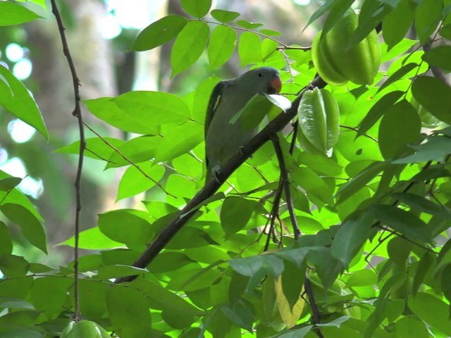 Красноплечий попугай - ML201675401