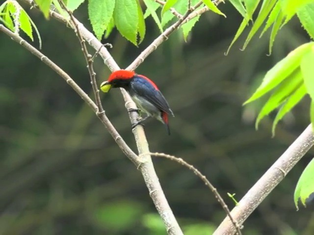 Scarlet-backed Flowerpecker - ML201675521
