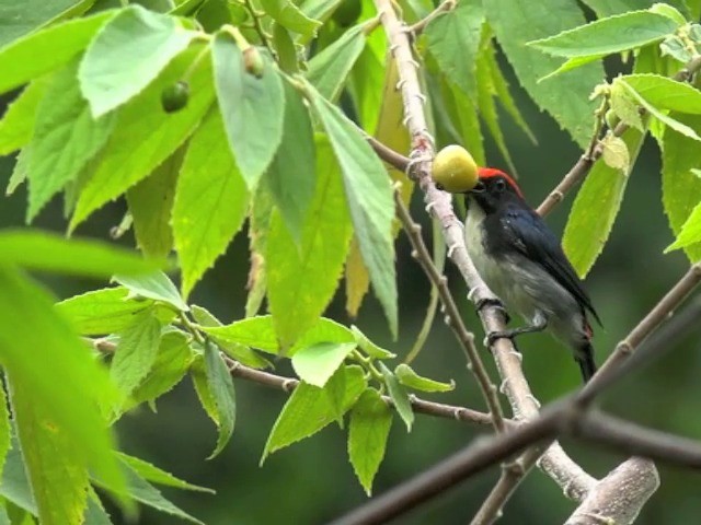 Scarlet-backed Flowerpecker - ML201675531