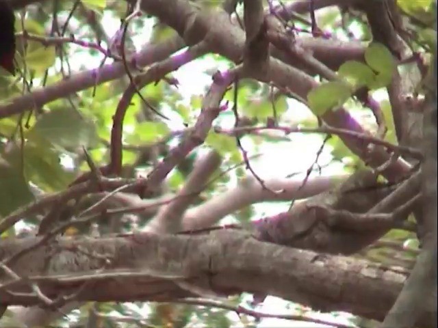  - Puerto Rican Bullfinch
