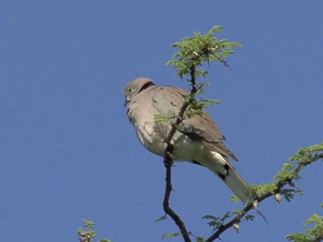 White-winged Collared-Dove - ML201675901
