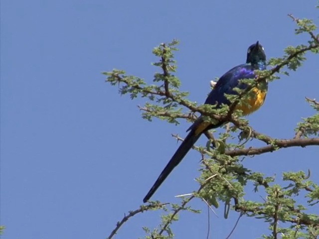 Golden-breasted Starling - ML201675961