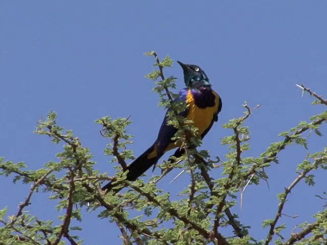 Golden-breasted Starling - ML201675971